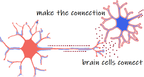neurons in the brain connect